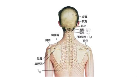 脖子下面的骨頭|脖子下方骨头突出是怎么回事